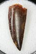 Giant Raptor Tooth From Morocco - #19077-1